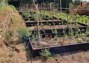 Potager avec planches